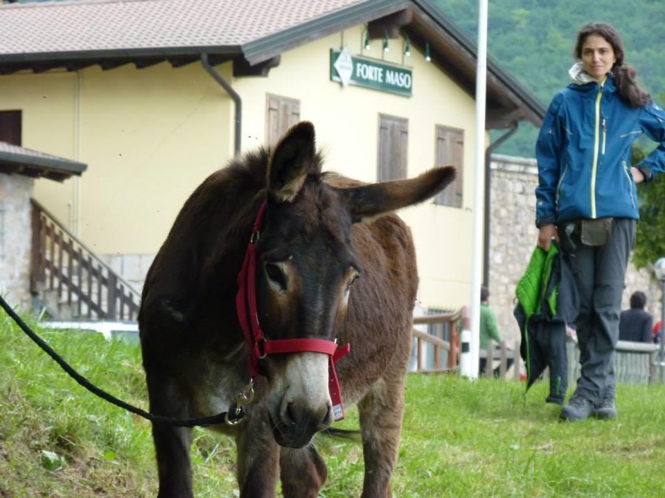 B&B Casabasoti Valli del Pasubio Esterno foto